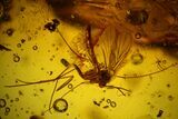 Mammalian Hair and Fly Preserved in Baltic Amber - Rare! #145395-1